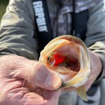 old hickory 1-6-2026 #2